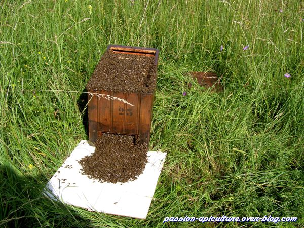 Essaim d'abeilles 2012 (6)