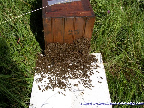 Essaim d'abeilles 2012 (7)