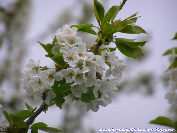 Abeilles et cerisier en fleurs (2)