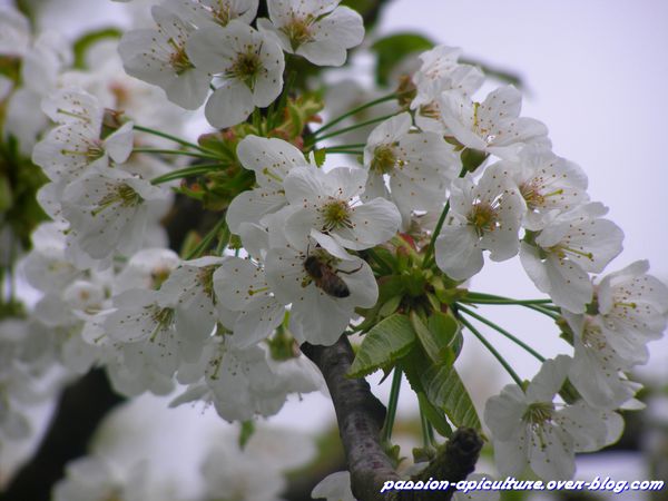 Abeilles et cerisier en fleurs (3)