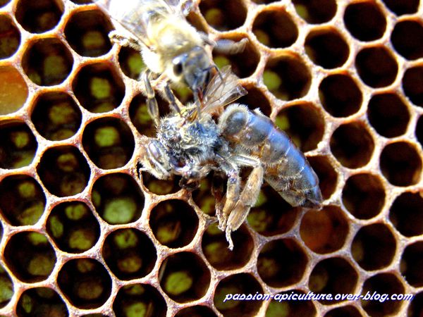 Reine des abeilles morte