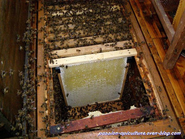 Réduction du volume des ruches (3)