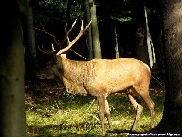 Le cerf (7)