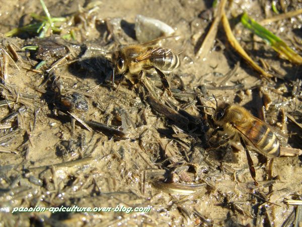 ABEILLE Pourvoyeuse d’eau (1)