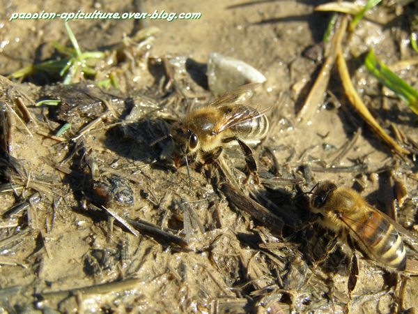ABEILLE Pourvoyeuse d’eau (2)