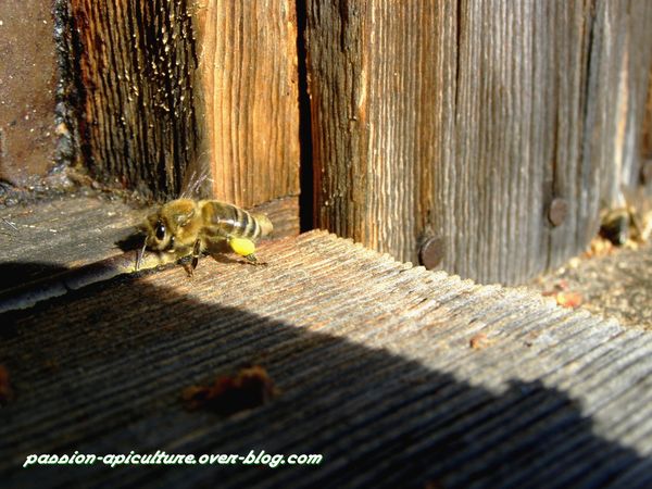 pollen (1)