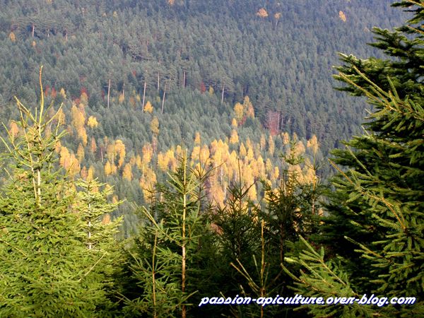 Couleur D'automne (3)