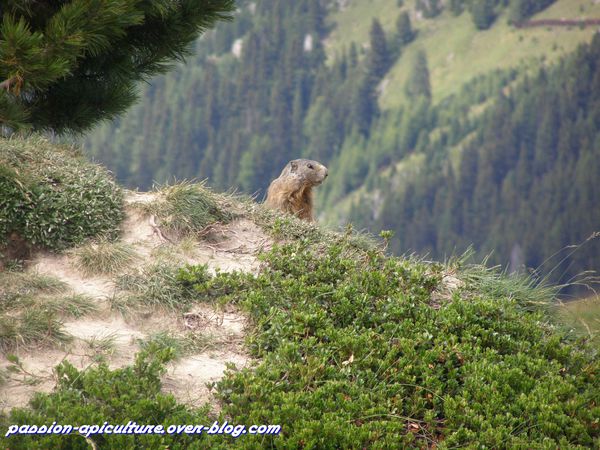 Marmotte (9)