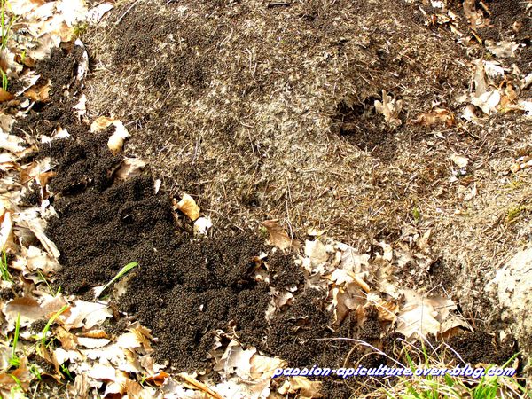 fourmis des bois ou fourmis rousses (2)