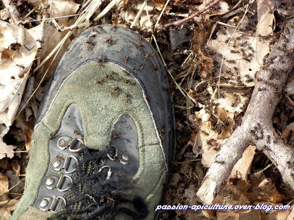 fourmis des bois ou fourmis rousses (3)