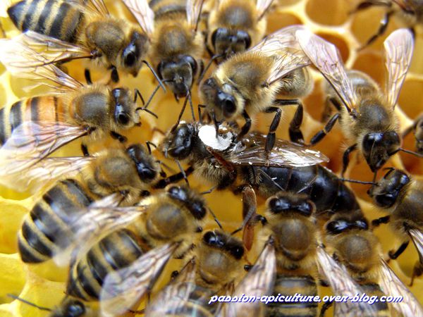 5 Marqueurs Posca pour reine abeille