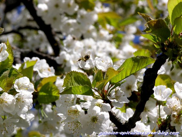 Butinage des abeilles sur cerisier (1)