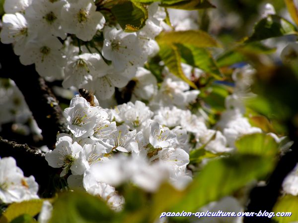 Butinage des abeilles sur cerisier (2)