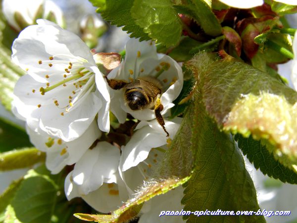 Butinage des abeilles sur cerisier (3)