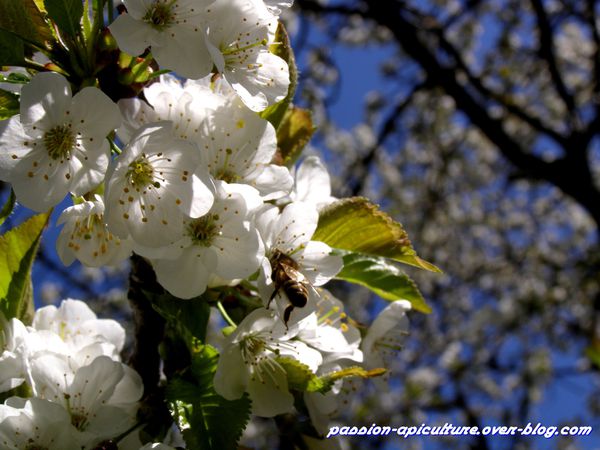 Butinage des abeilles sur cerisier (6)