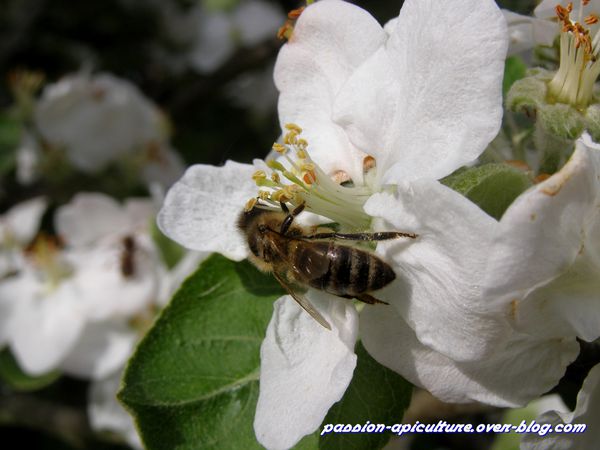 abeille-sur-pommier