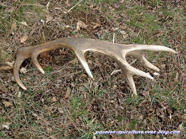 Mue de cerf