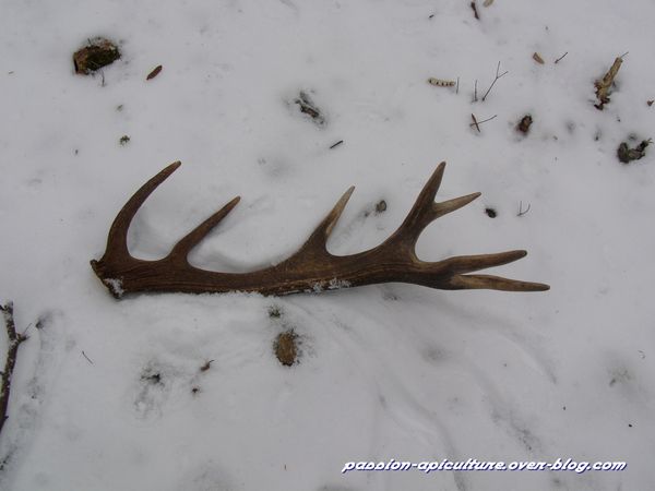 bois de cerf