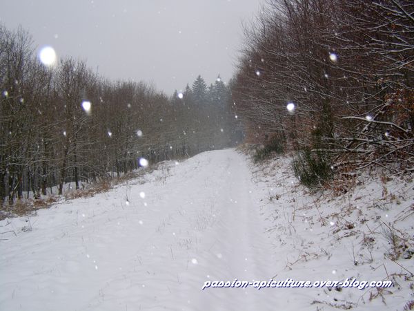 Neige 11.03.10 (2)