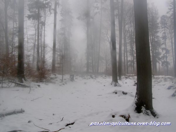 Neige 11.03.10 (3)