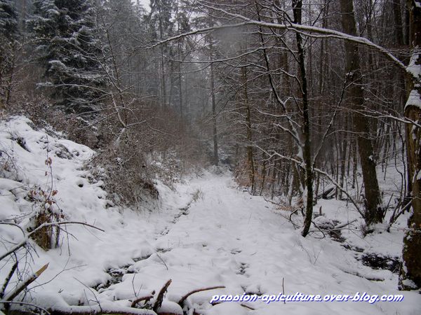 Neige 11.03.10 (5)