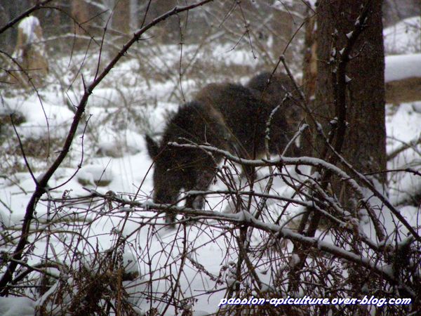Sanglier (2)