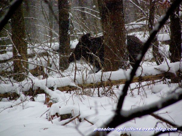 Sanglier (5)