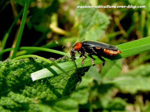 Cantharis fusca – Téléphore sombre P5260039 (1)