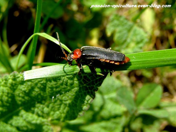 Cantharis fusca – Téléphore sombre P5260039