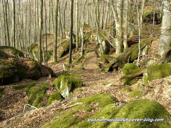 Grès des Vosges (2)