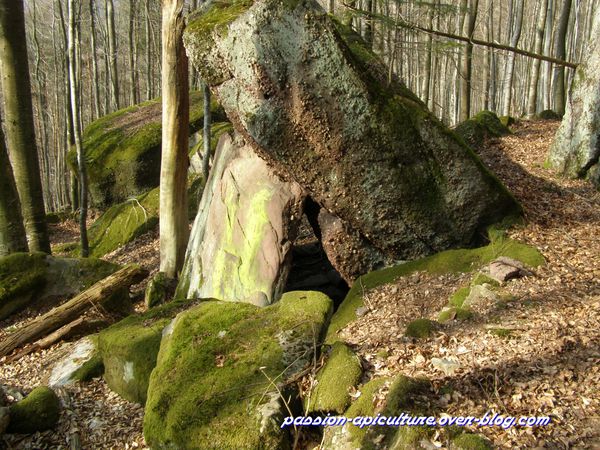 Grès des Vosges (5)