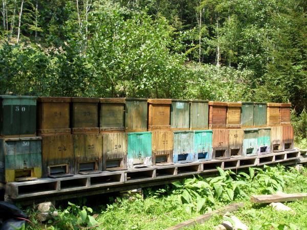 ruche-avec-chasse-abeilles-P8160027.JPG