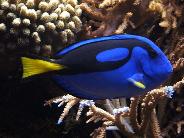 Paracanthurus-hepatus.jpg