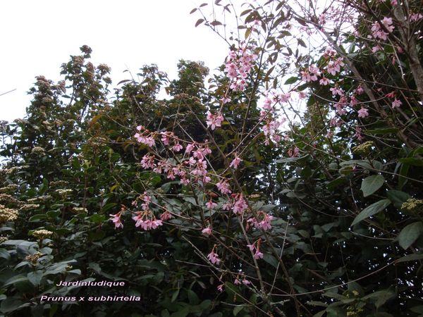 DSC05775.jpg
