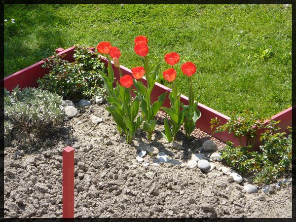 P1030874 tulipes parade sauge rosiers
