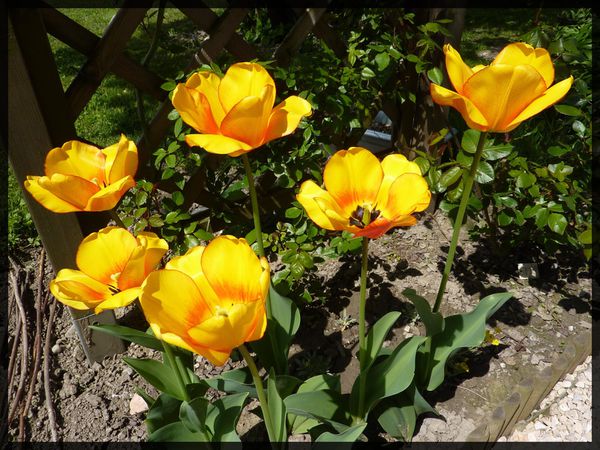 P1030921 tulipes Beauty of Apeldoorn oranges