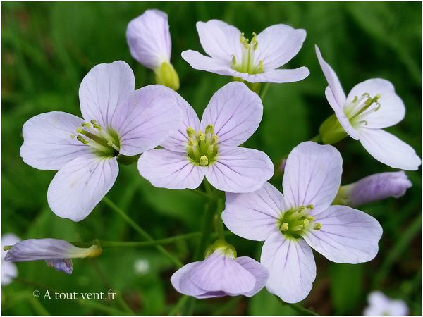 cardamine-des-pres.jpg