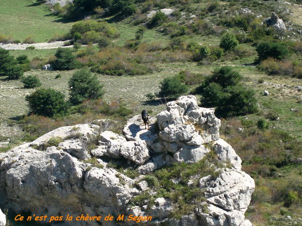 CIPIERES-PLATEAU-DE-CALERN 4398