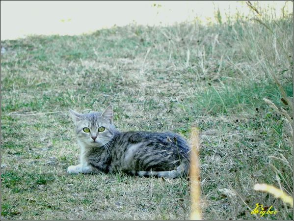 Chat chasseur