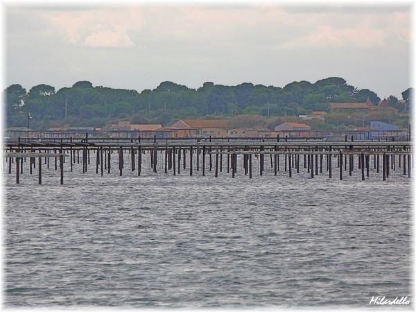 bouzigues-15.JPG
