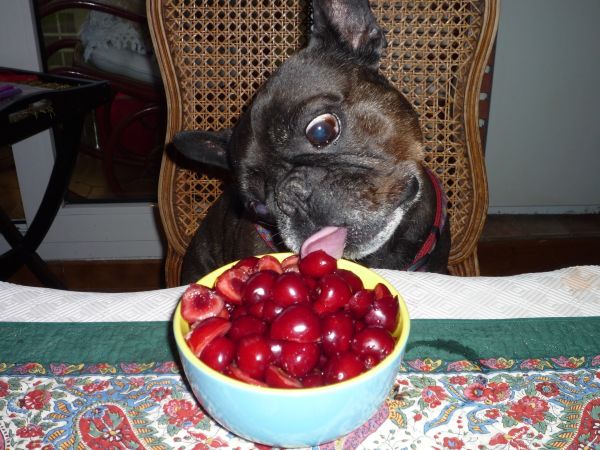Bouledogue français bringé