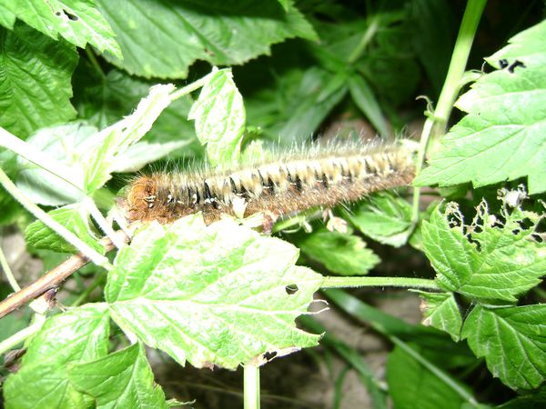 animaux07129.jpg