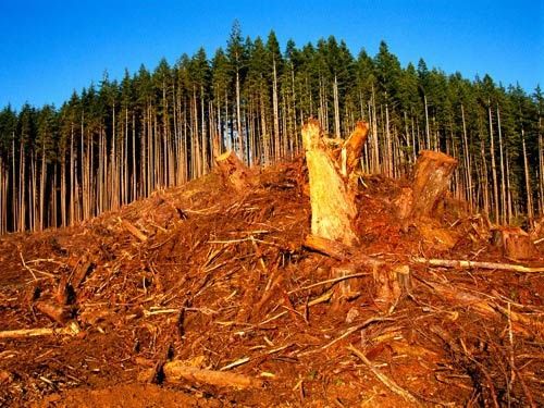 FORËT DESTRUCTION
