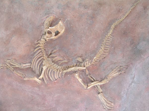 fossile-de-dinosaure.jpg