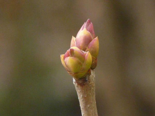 Bourgeon lilas