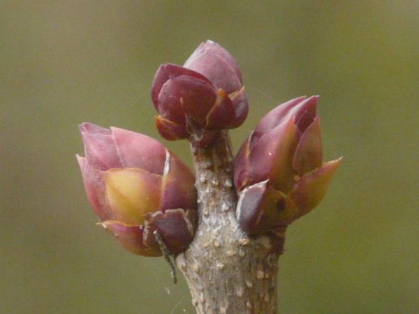 Bourgeon lilas2