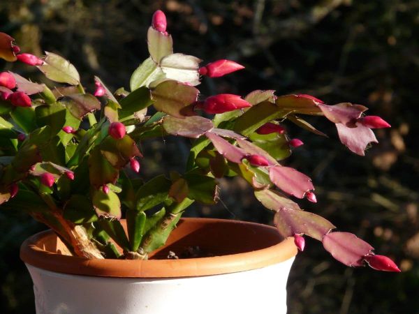 Cactus Noel GPD