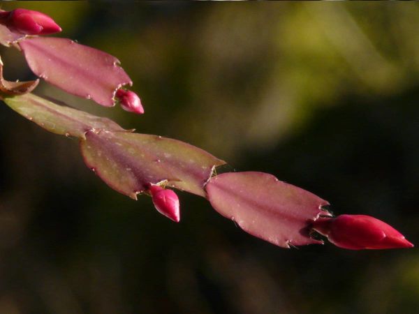 Cactus Noel TGPD