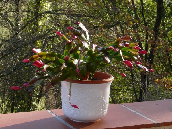 Cactus Noel le pot