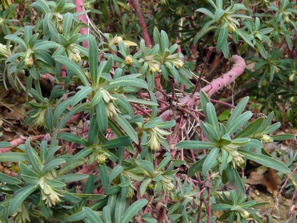 Euphorbe characias5